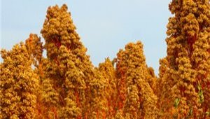 隴藜系列品種應(yīng)用推廣